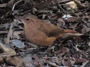 High angle view of bird on dry leaves