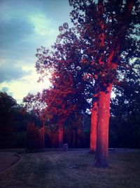 Trees against sky