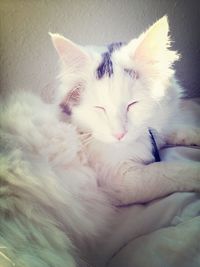 Cat resting on white surface