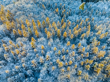 Germany, baden-wurttemberg, aerial view of snow-covered forest in remstal valley