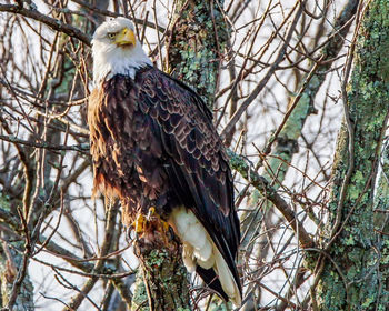 Bird perching on bare tree