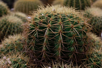 Close-up of cactus growing on field