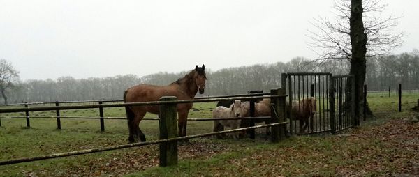 Horse standing on field against sky during winter