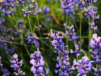 Close-up of purple flowers