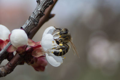 Close-up of bee pollinating flower