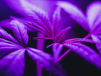 Close-up of purple flowers