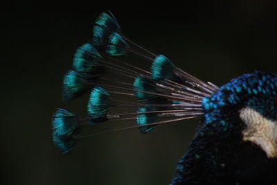 Close-up of fire against black background