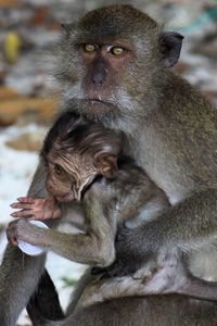 Portrait of monkey sitting with infant at beach