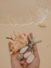 Midsection of person holding crab at beach