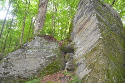 Moss growing on tree trunk in forest