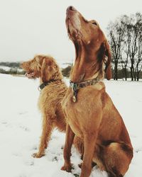 Close-up of dog