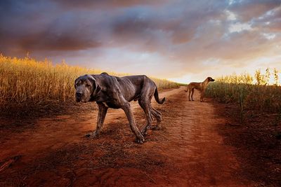 View of dog on field against sky