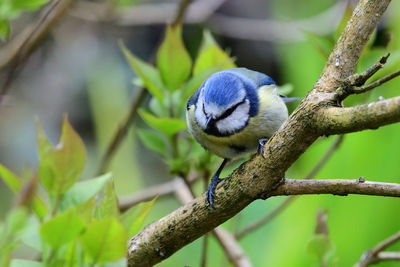 Close-up of bluetit perching on a branch