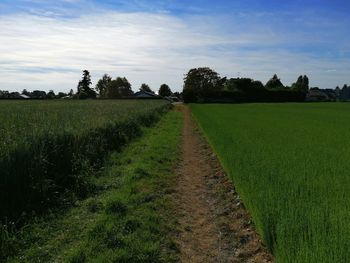 Scenic view of agricultural field against sky