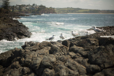 Seagulls on rock at seaside