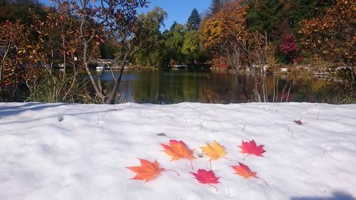 Close-up of maple leaves floating on lake