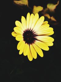 Close-up of yellow flower