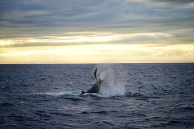 Whale jumping in sea against cloudy sky during sunset