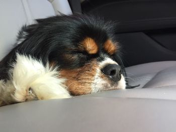 Close-up of dog resting