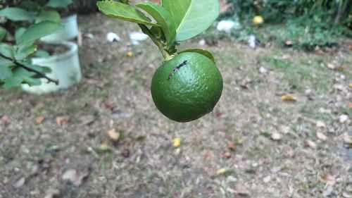 Close-up of lemon growing on tree