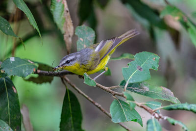 Close-up of bird perching on plant