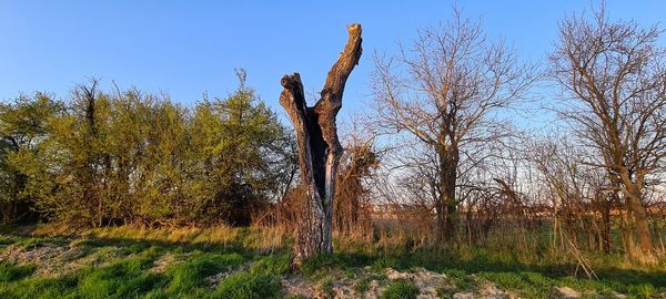 Bare trees on field against sky