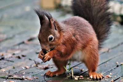 Close-up of squirrel eating food