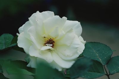 Close-up of white rose