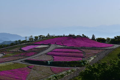 Purple flowers on field against clear sky