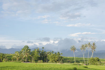 Scenic view of trees on field against sky