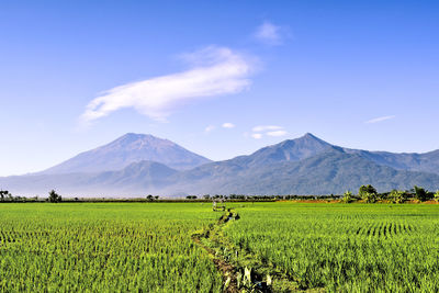 Scenic view of agricultural field against sky