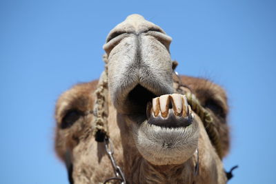 Close-up of a horse against clear sky