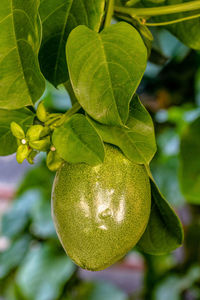 Close-up of fruits hanging on tree