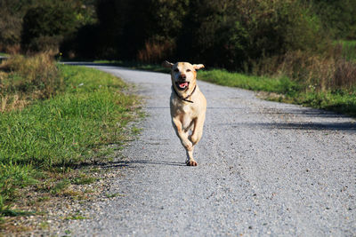 Portrait of labrador retriever running on road