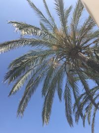 Low angle view of palm tree against clear blue sky