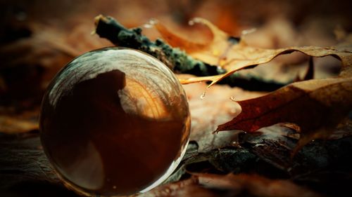 Close-up of cryatal ball in dry autumn leaves