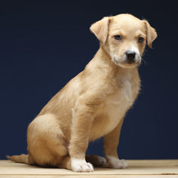 Close-up of a dog against gray background