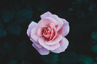 Close-up of pink rose