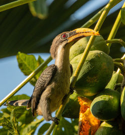 Close-up of bird perching on tree