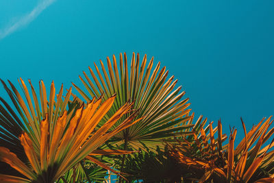 Low angle view of palm tree against clear blue sky