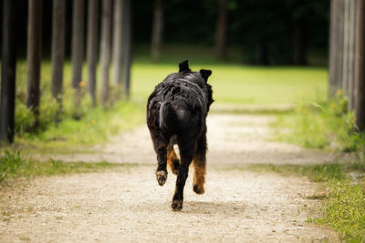 Black dog walking on footpath