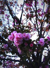 Low angle view of pink flowers on tree