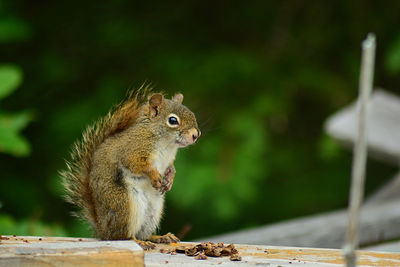 Close-up of squirrel