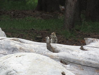 View of lizard on rock