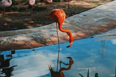 Reflection of man drinking water in swimming pool