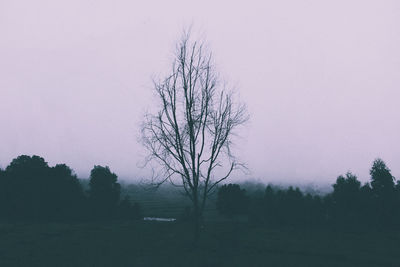 Bare trees on field against clear sky