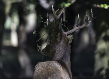 Rear view of deer standing in forest