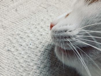 Close-up of cat