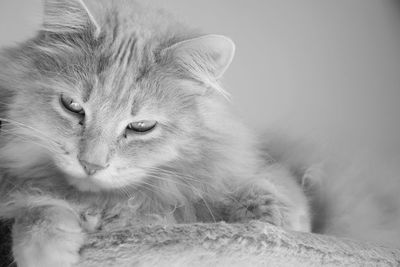 Close-up of cat relaxing