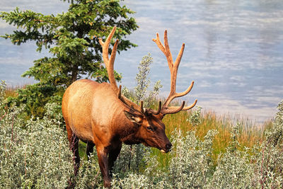 A large male wapiti stands near water.